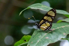 Methona themisto