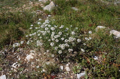 Lobularia maritima maritima