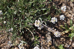 Lobularia maritima maritima