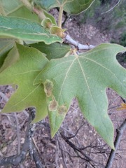 Ectoedemia platanella