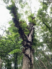 Drynaria meyeniana