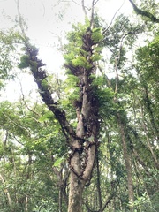 Drynaria meyeniana