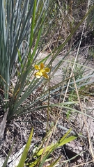 Encyclia alboxanthina