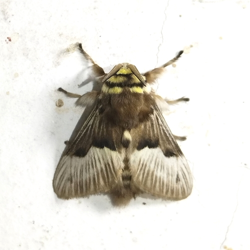 Megalopyge tharops