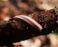 Brachycybe lecontii