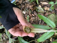 Arisaema grapsospadix