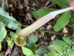 Arisaema grapsospadix
