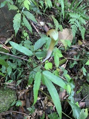 Arisaema grapsospadix
