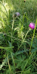Carduus defloratus defloratus