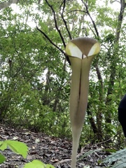 Arisaema grapsospadix