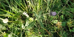 Carduus defloratus defloratus