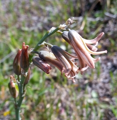 Dipcadi serotinum serotinum
