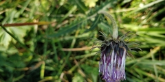 Carduus defloratus defloratus