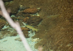 Schizothorax prenanti