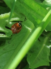 Coccinella septempunctata