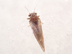 Cacopsylla melanoneura