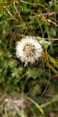 Hieracium villosum