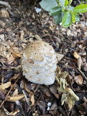 Coprinus comatus