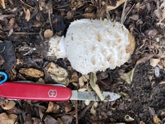 Coprinus comatus