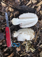 Coprinus comatus