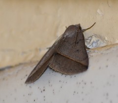 Argyrostrotis flavistriaria