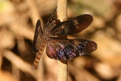 Diastatops nigra