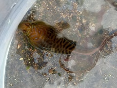 Lepadogaster lepadogaster