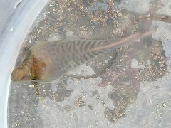 Lepadogaster lepadogaster