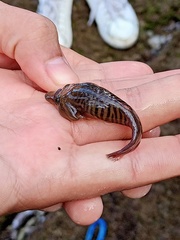 Lepadogaster lepadogaster