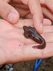 Lepadogaster lepadogaster