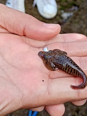 Lepadogaster lepadogaster