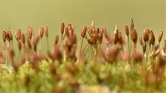 Hymenoloma crispulum