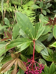 Medinilla formosana
