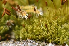 Hymenoloma crispulum