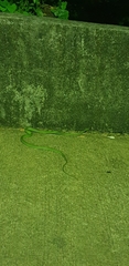 Ahaetulla prasina