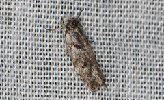 Lichenaula choriodes