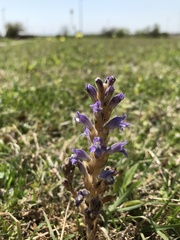 Phelipanche nana