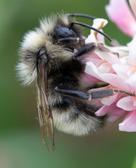 Bombus flavidus flavidus