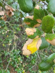 Sphaerulina quercicola