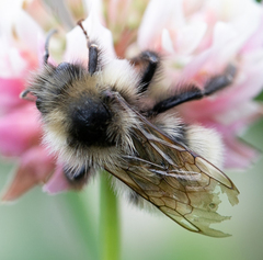 Bombus flavidus flavidus