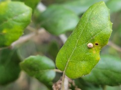 Dryocosmus minusculus