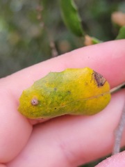 Dryocosmus minusculus