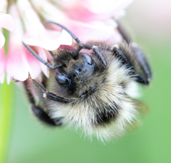 Bombus flavidus flavidus