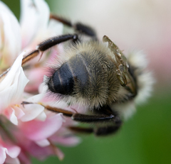 Bombus flavidus flavidus