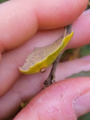 Dryocosmus minusculus