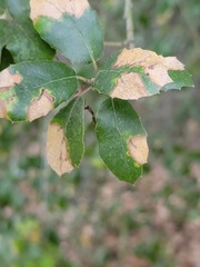 Sphaerulina quercicola