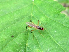 Neria commutata