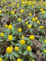 Eranthis