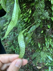 Lemmaphyllum rostratum