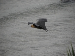 Pteropus seychellensis seychellensis